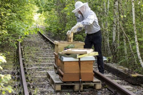 Projekt "Bienen bei der Bahn": Imkern auf stillgelegten Gleisen