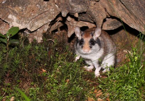 November 2022: Bei den Vorbereitungen für die Baustelleneinrichtungsfläche an der Adolf-Miersch-Straße werden vier Gartenschläfer entdeckt. Für den Winterschlaf kamen sie in einer Wildtierpflegestation im Taunus unter. (BUND/Sven Büchner)